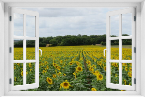 Fototapeta Naklejka Na Ścianę Okno 3D - sunflower flower seeds natural food yellow large field sun