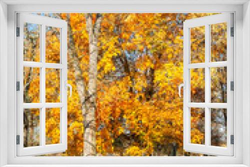 Fototapeta Naklejka Na Ścianę Okno 3D - feuillages d'automne à l'arboretum de Chèvreloup dans les Yvelines en France