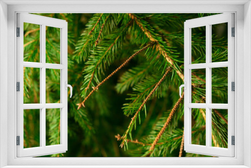 Fototapeta Naklejka Na Ścianę Okno 3D - Spruce branch close-up. Spruce with falling needles.