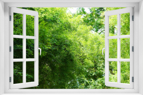 Fototapeta Naklejka Na Ścianę Okno 3D - green tree background