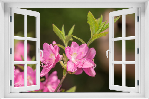 Fototapeta Naklejka Na Ścianę Okno 3D - blooming rhododendron close up