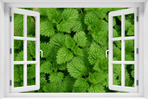 Fototapeta Naklejka Na Ścianę Okno 3D - background of fresh green nettle