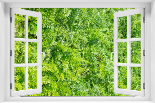 Fototapeta Naklejka Na Ścianę Okno 3D - A bed of carrots with green tops, top view. Growing vegetables in the garden
