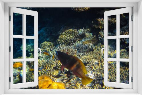 Fototapeta Naklejka Na Ścianę Okno 3D - Beautiful fish in the expanses of the coral reef of the Red Sea