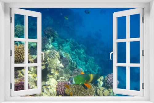Fototapeta Naklejka Na Ścianę Okno 3D - Beautiful fish in the expanses of the coral reef of the Red Sea