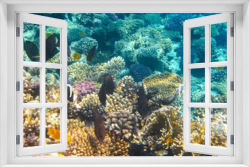 Fototapeta Naklejka Na Ścianę Okno 3D - A fabulously beautiful coral reef and its inhabitants in the Red Sea