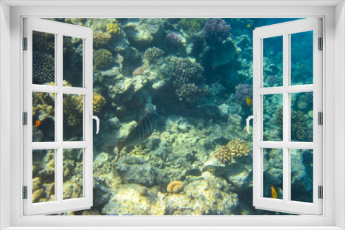 Fototapeta Naklejka Na Ścianę Okno 3D - A fabulously beautiful coral reef and its inhabitants in the Red Sea