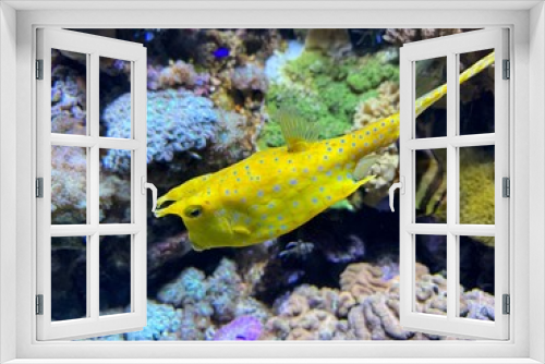 Fototapeta Naklejka Na Ścianę Okno 3D - pesce tropicale