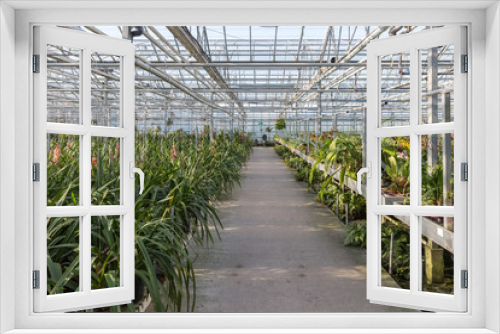 Fototapeta Naklejka Na Ścianę Okno 3D - Dutch greenhouse with an orchid nursery