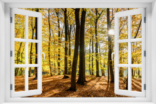 Fototapeta Naklejka Na Ścianę Okno 3D - Dammsmühler Wald