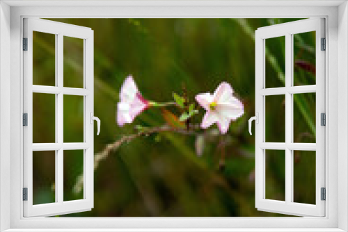 Fototapeta Naklejka Na Ścianę Okno 3D - Beautiful wildflowers in an amazing green meadow...