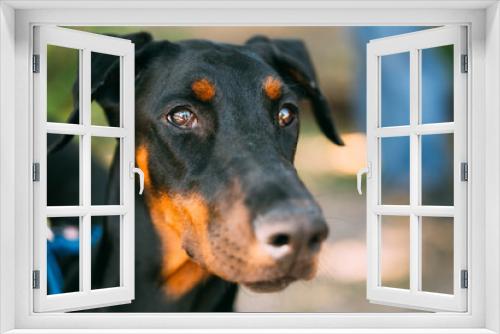Fototapeta Naklejka Na Ścianę Okno 3D - Close Up Black Doberman Dog Outdoor