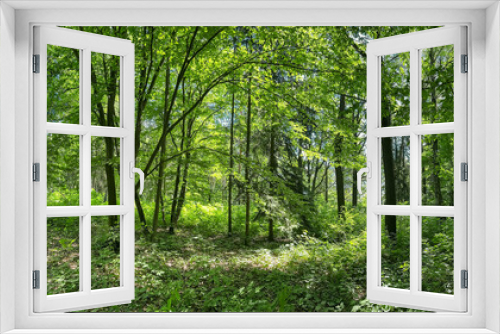 Fototapeta Naklejka Na Ścianę Okno 3D - panoramic view of deep forest in spring. trees and plants covered with green lush foliage.