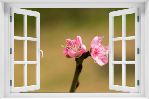 Fototapeta Naklejka Na Ścianę Okno 3D - Close up of Pink Plum flower blooming in spring. selective focus