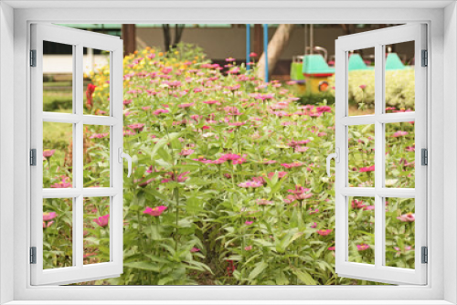 Fototapeta Naklejka Na Ścianę Okno 3D - Marigolds Flower Garden