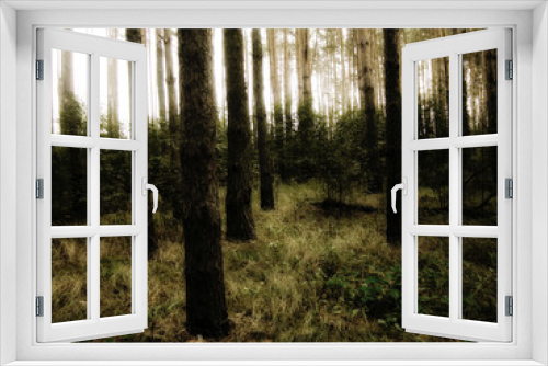 Fototapeta Naklejka Na Ścianę Okno 3D - Vintage Photo of Pine Forest