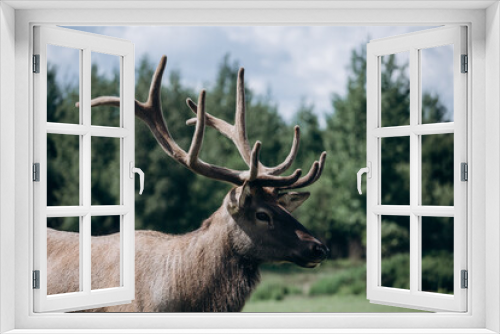 Fototapeta Naklejka Na Ścianę Okno 3D - portrait of a beautiful deer with branched antlers against a background of greenery