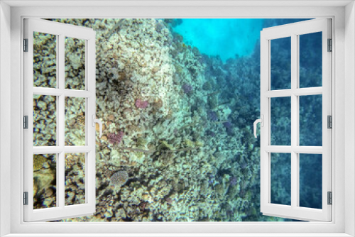 Fototapeta Naklejka Na Ścianę Okno 3D - Bluespotted cornet fish, smooth cornet fish or smooth flutemouth at coral reef..