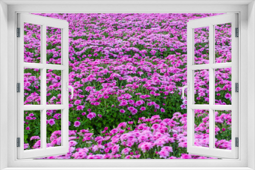 Fototapeta Naklejka Na Ścianę Okno 3D - Abstract pink zinnia flower on white background. chrysanthemum flowers in the garden. picture for art work design, add text message, valentine greeting card.