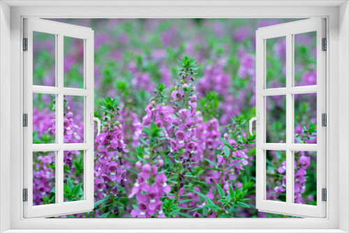 Fototapeta Naklejka Na Ścianę Okno 3D - Lavender has become a symbol of serenity, sophistication and romance.Lavender has slender and thin leaves, gray-green or green in color