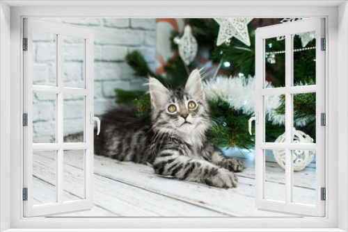 Fototapeta Naklejka Na Ścianę Okno 3D - Maine Coon kittens Christmas stylish portraits on a white background