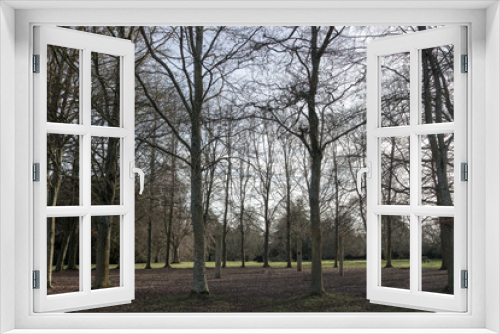 Fototapeta Naklejka Na Ścianę Okno 3D - circle of beech trees in the winter landscape