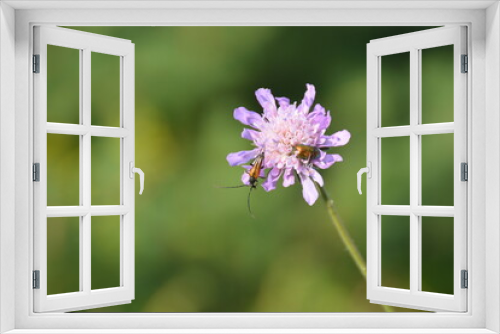 Fototapeta Naklejka Na Ścianę Okno 3D - Insect world 2