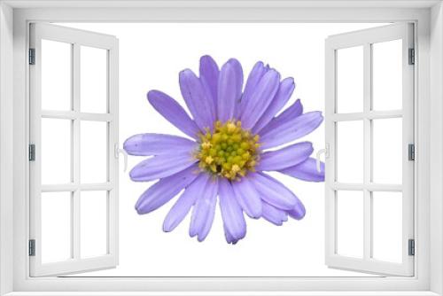 Fototapeta Naklejka Na Ścianę Okno 3D -  daisy purple aster Anemone blanda Isolated transparent png
