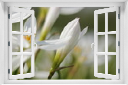 Fototapeta Naklejka Na Ścianę Okno 3D - Nature Wild Flowers Background