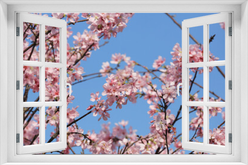 Fototapeta Naklejka Na Ścianę Okno 3D - a Cherry blossoms in full bloom, under blue spring sky.