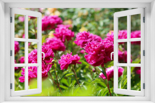Fototapeta Naklejka Na Ścianę Okno 3D - Relaxing english cottage garden scene showing beautiful pink peonies flowers in summer sunshine.