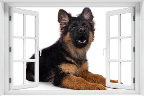 Fototapeta Naklejka Na Ścianę Okno 3D - Cute German Shepherd dog puppy, laying down side ways. Looking straight to camera, mouth open howling. Isolated on a white background.