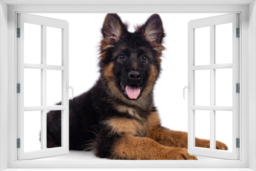 Fototapeta Naklejka Na Ścianę Okno 3D - Cute German Shepherd dog puppy, laying down side ways. Looking straight to camera, mouth open and tongue out. Isolated on a white background.