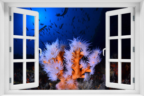 Fototapeta Naklejka Na Ścianę Okno 3D - Fondo marino
