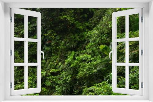 Fototapeta Naklejka Na Ścianę Okno 3D - Dense lush tropical jungle on volcanic island of Basse Terre in Guadeloupe. Deep green vegetal background photography