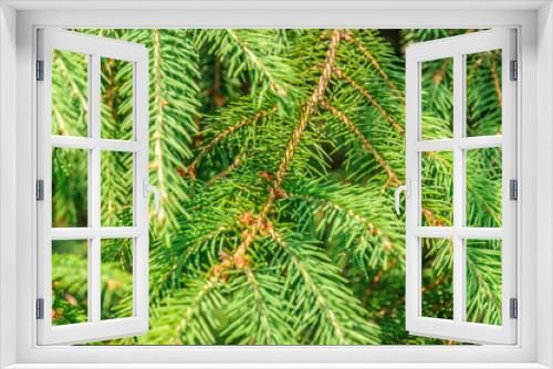 Fototapeta Naklejka Na Ścianę Okno 3D - Christmas tree branch background