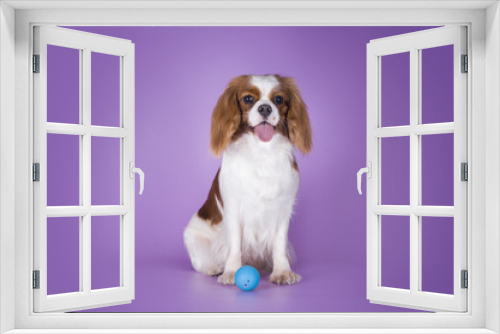 Fototapeta Naklejka Na Ścianę Okno 3D - Puppy Cavalier King Charles Spaniel on a purple background isola