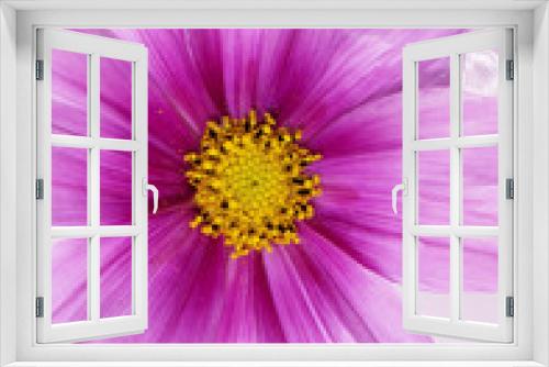 Fototapeta Naklejka Na Ścianę Okno 3D - Beautiful flower closeup