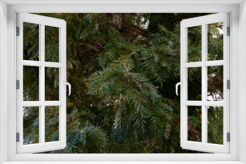 Fototapeta Naklejka Na Ścianę Okno 3D - Grevillea robusta tree