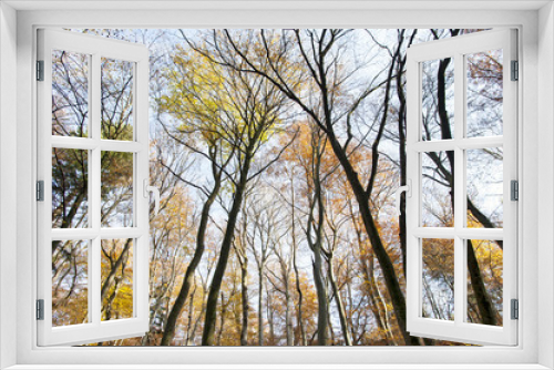 Fototapeta Naklejka Na Ścianę Okno 3D - Bäume im Wald