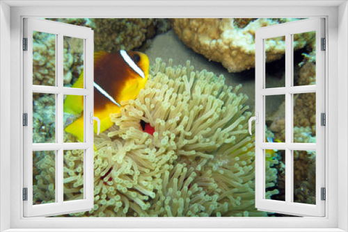 Fototapeta Naklejka Na Ścianę Okno 3D - Anemonenfisch an Prachtanemone