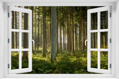 Fototapeta Naklejka Na Ścianę Okno 3D - Black Forest