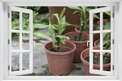 Fototapeta Naklejka Na Ścianę Okno 3D - Lucky bamboo plant
