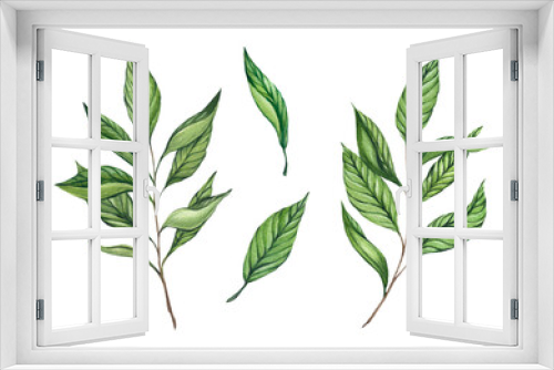 Fototapeta Naklejka Na Ścianę Okno 3D - Set of watercolor green twigs with leaves isolated on a white background. Green, black and white tea, oolong. Baikhovy Indian tea, drink. Design and packaging of tea products.