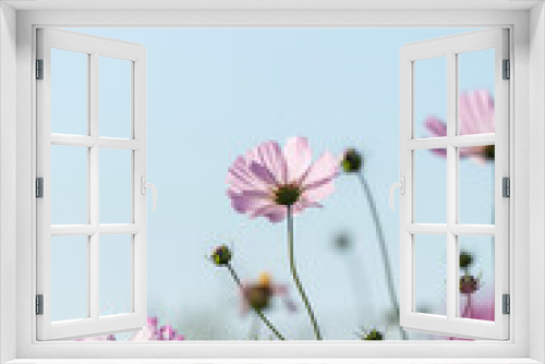 Fototapeta Naklejka Na Ścianę Okno 3D - 空に向かって咲くピンクのコスモス