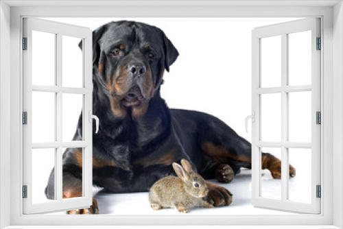 Fototapeta Naklejka Na Ścianę Okno 3D - European rabbit and rottweiler