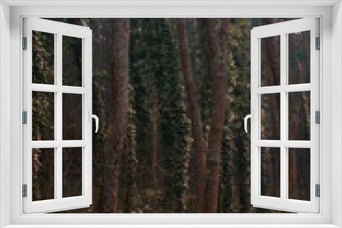 Fototapeta Naklejka Na Ścianę Okno 3D - pine forest in autumn
