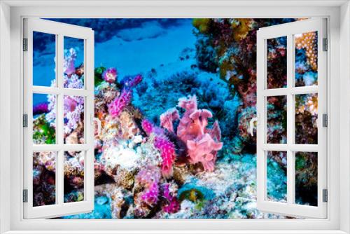 Fototapeta Naklejka Na Ścianę Okno 3D - Pink Rhinopia fish in coral reef on a dive in Mauritius, Indian Ocean