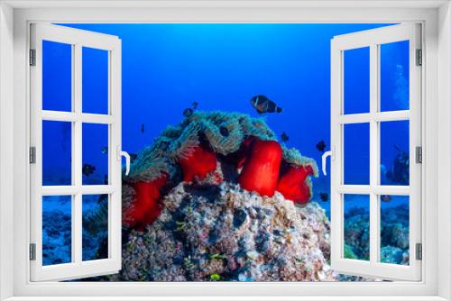 Fototapeta Naklejka Na Ścianę Okno 3D - Anemones and nemo clownfish in coral reef against blue background
