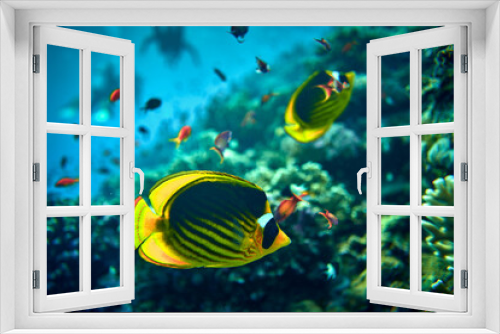 Fototapeta Naklejka Na Ścianę Okno 3D - The beauty of the underwater world - The yellow tang (Zebrasoma flavescens), also known as the lemon sailfin, yellow sailfin tang or somber surgeonfish - scuba diving in the Red Sea, Egypt